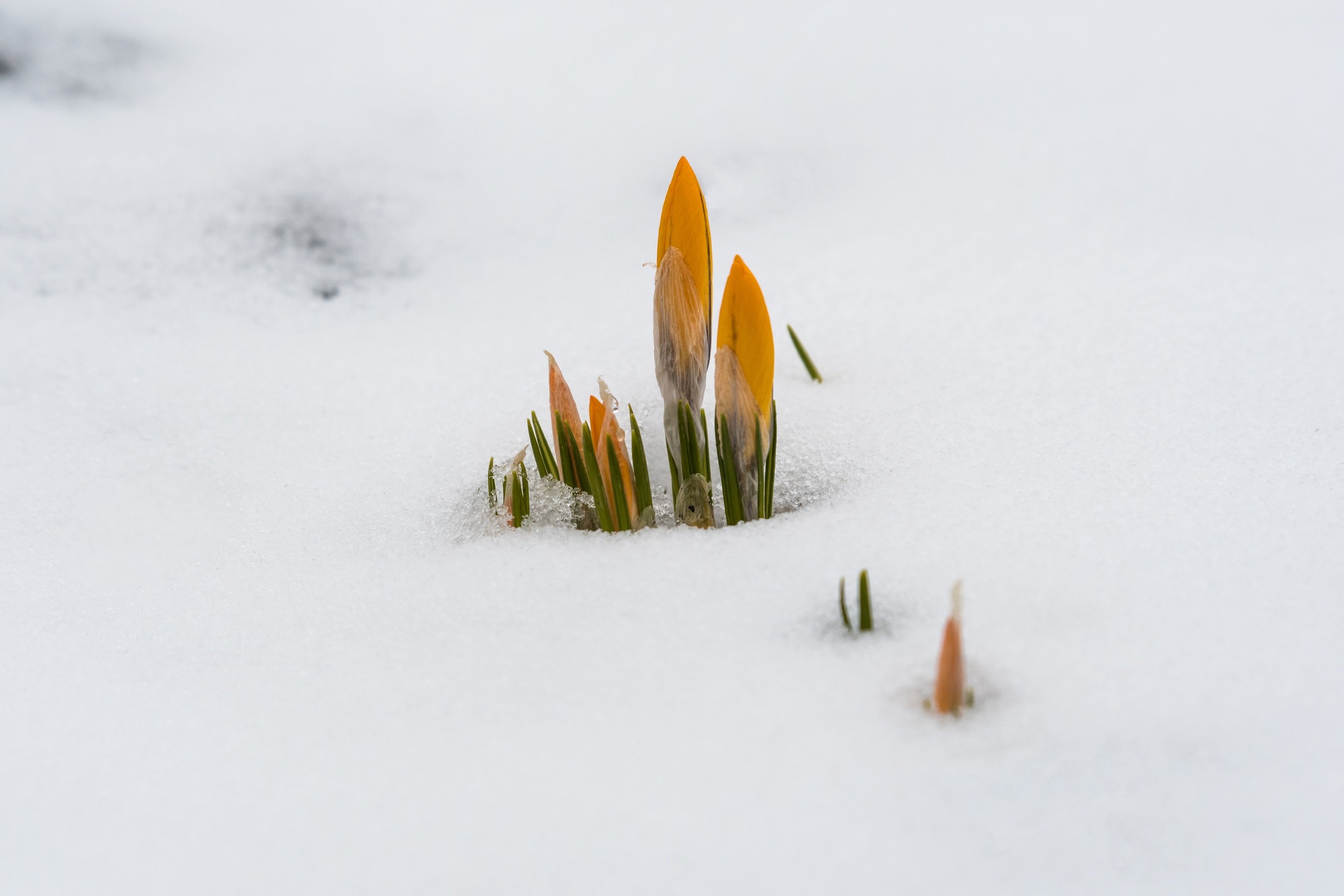 Awakening Flowers in Snow