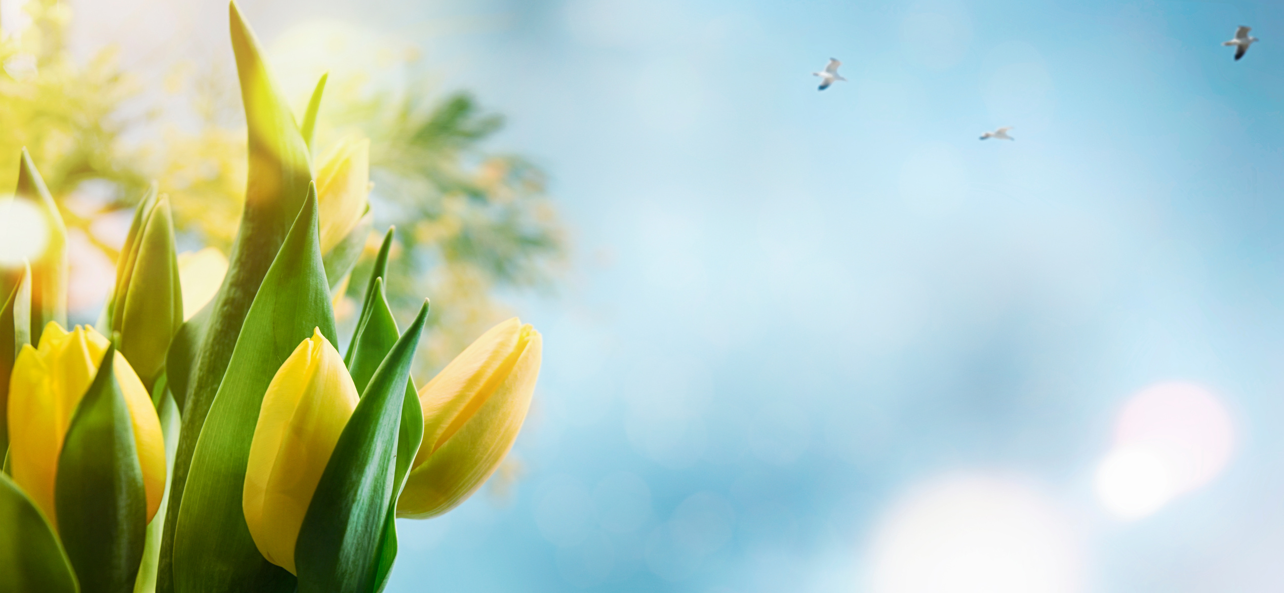 Flower spring background, 8 March, Easter